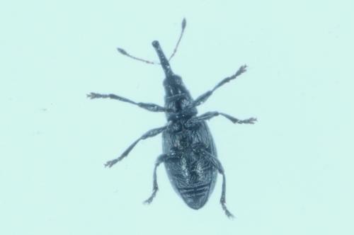 Réf. 283 229 : Catapion seniculus